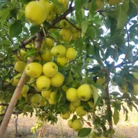 سیب سفید و قرمز