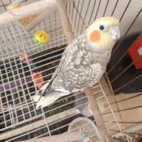 جوجه عروس هلندی