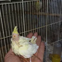 جونه عروس لوتینو سرلاکی|پرنده|خواف, |دیوار