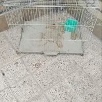 قفس پرنده