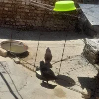 فروش مرغ و ادک