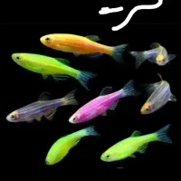 خریدار ماهی گوشتخوار و گیاهخوار