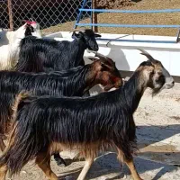 تیشتر بز|حیوانات مزرعه|بهبهان, |دیوار