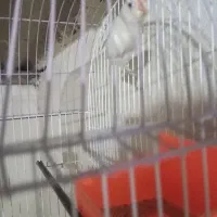 کوتوله ماده|پرنده|چابهار, |دیوار