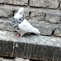 کفتر نر طوقی هتفرنگ|پرنده|اصفهان, شهرک صنعتی امیرکبیر (شاپور جدید)|دیوار