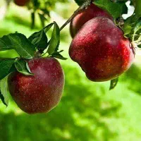 عرضه نهال سیب قرمز میراکل|خدمات باغبانی و درختکاری|چادگان, |دیوار