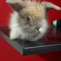 خرگوش لپ شیطون|موش و خرگوش|ساری, |دیوار