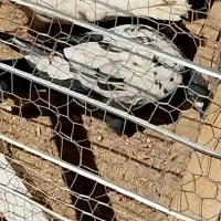 ساعت و کفتر سینه|ساعت دیواری و تزئینی|قائن, |دیوار