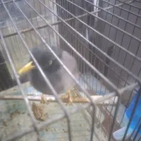 فروش  پرنده   .  مرغ مینا    دستی|پرنده|تهران, جوانمردان (اندیشه)|دیوار