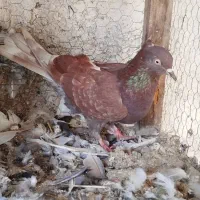 کبوتر پرشی|پرنده|بندر ترکمن, |دیوار