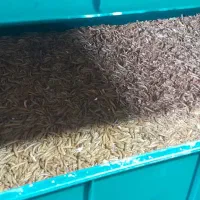 واگذاری فارم میلورم|خزنده|مشهد, میان ولایت|دیوار