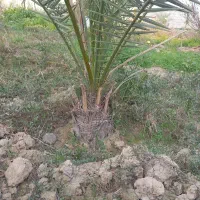 باغبان هستم|خدمات باغبانی و درختکاری|بندر ماهشهر, |دیوار