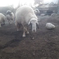 قوچ وگوسفند فروش