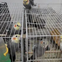جوجه عروس