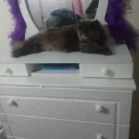 تخت خواب نو جوان