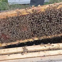 زنبور کارنیکاf1و لاین اصلی