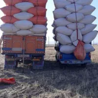 کاه گندم دیم