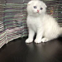 بچه گربه های همه نوع نژاد iran cats|گربه|ساری, |دیوار