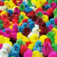 جوجه عمده و تک