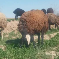 قوچ شال افشار