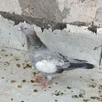 کفتر ماده