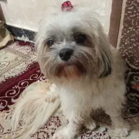 حیوانات خانگی