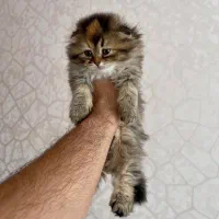 بچه گربه بریتیش اسکاتیش