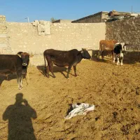 گاو گوساله نر|حیوانات مزرعه|کوهدشت, |دیوار