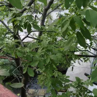 اجاره بومگردی کنگ طرقبه خانه دربست