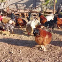 فروش خروس محلی