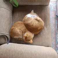 واگذاری رایگان گربه