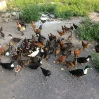 جوجه محلی خروس