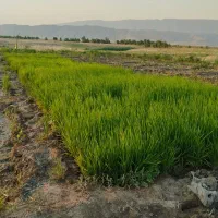 بذر فجر