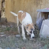 توله سرابی دو رگ نر|سگ|سنندج, |دیوار