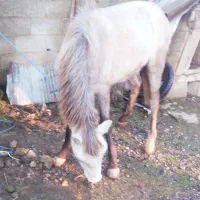 اسب جوان|اسب و تجهیزات اسب‌سواری|ماسال, |دیوار