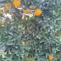 تامسون برگی با کیفیت|عمدهفروشی|قائمشهر, |دیوار