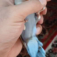 طوطی برزیلی خوش رنگ