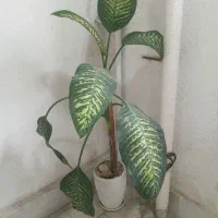 گل دیفن باخیا،سخره ای و گل کا غذی