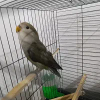 طوطی برزیلی|پرنده|بهار, |دیوار