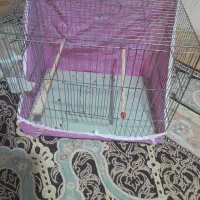 پرنده ی عروس نر و ماده هر دوکاملا سالم وسرحال|پرنده|رشت, دخانیات|دیوار