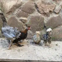 جوجه مرغ و خروس گلین لهستانی