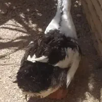 اردک سالم وسرحال