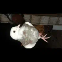 پرنده