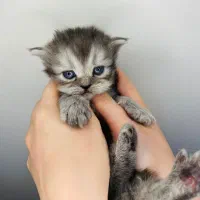 گر به اسکاتیش،نروژی