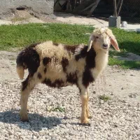 یک بره نر پلنگی خوراک خور کاملا سالم و سرحال
