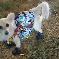 پامر اشپیتز.