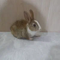 خرگوش