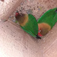 طوطی برزیلی