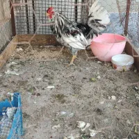 خورس گلین درجه یک|حیوانات مزرعه|ساوه, |دیوار