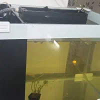 آکواریوم وماهی